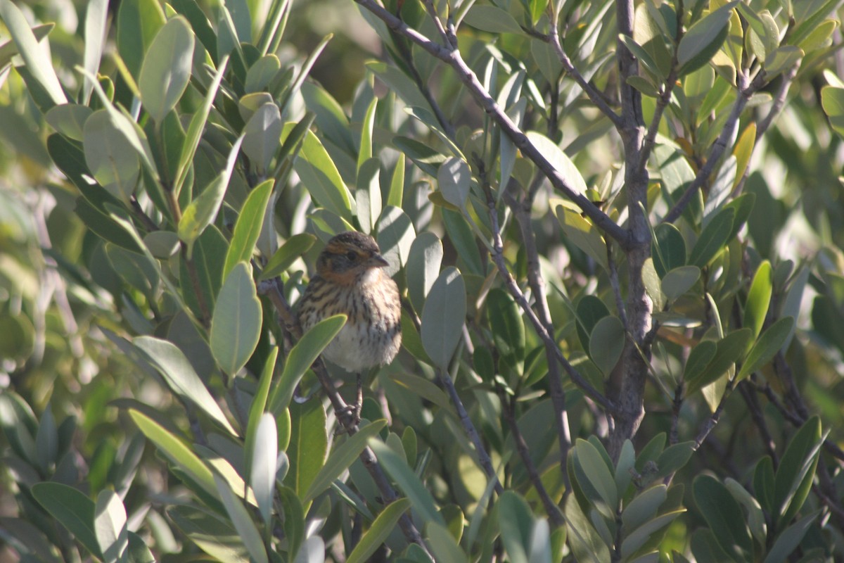 spisstjertspurv - ML644495699