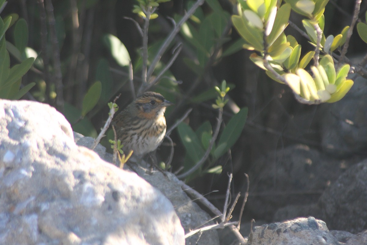 spisstjertspurv - ML644495700