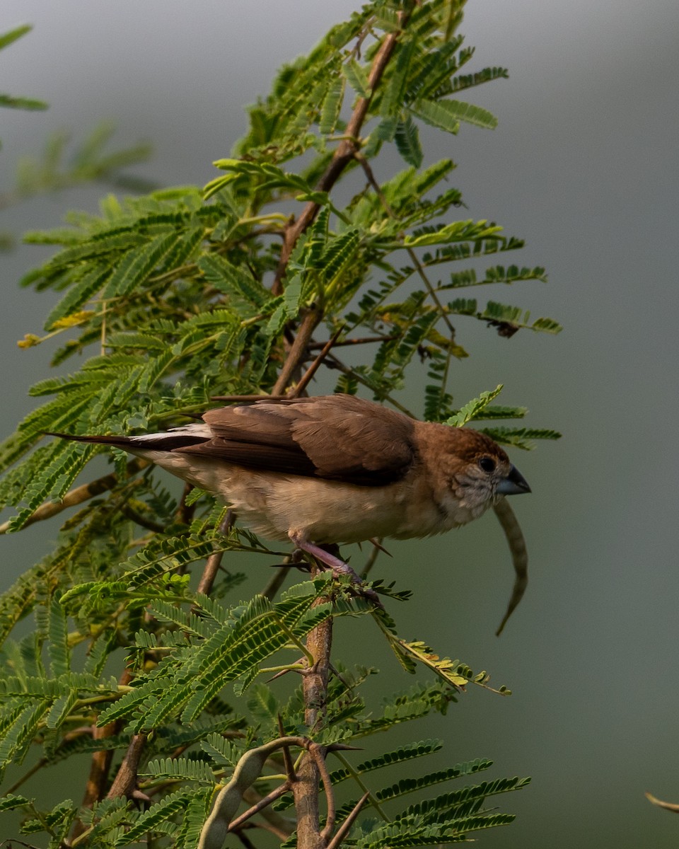 indiasølvnebb - ML644495702