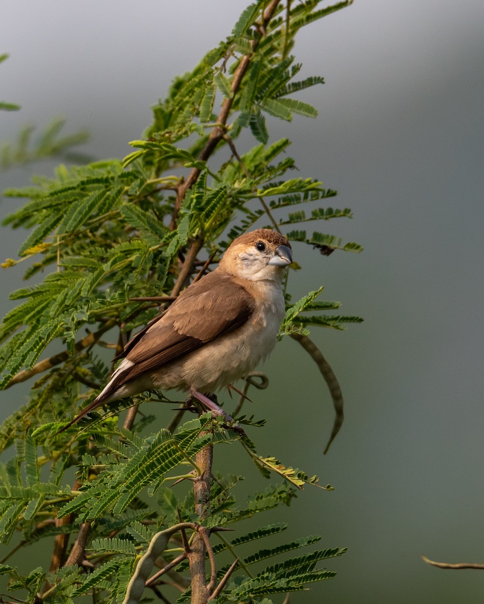 indiasølvnebb - ML644495703