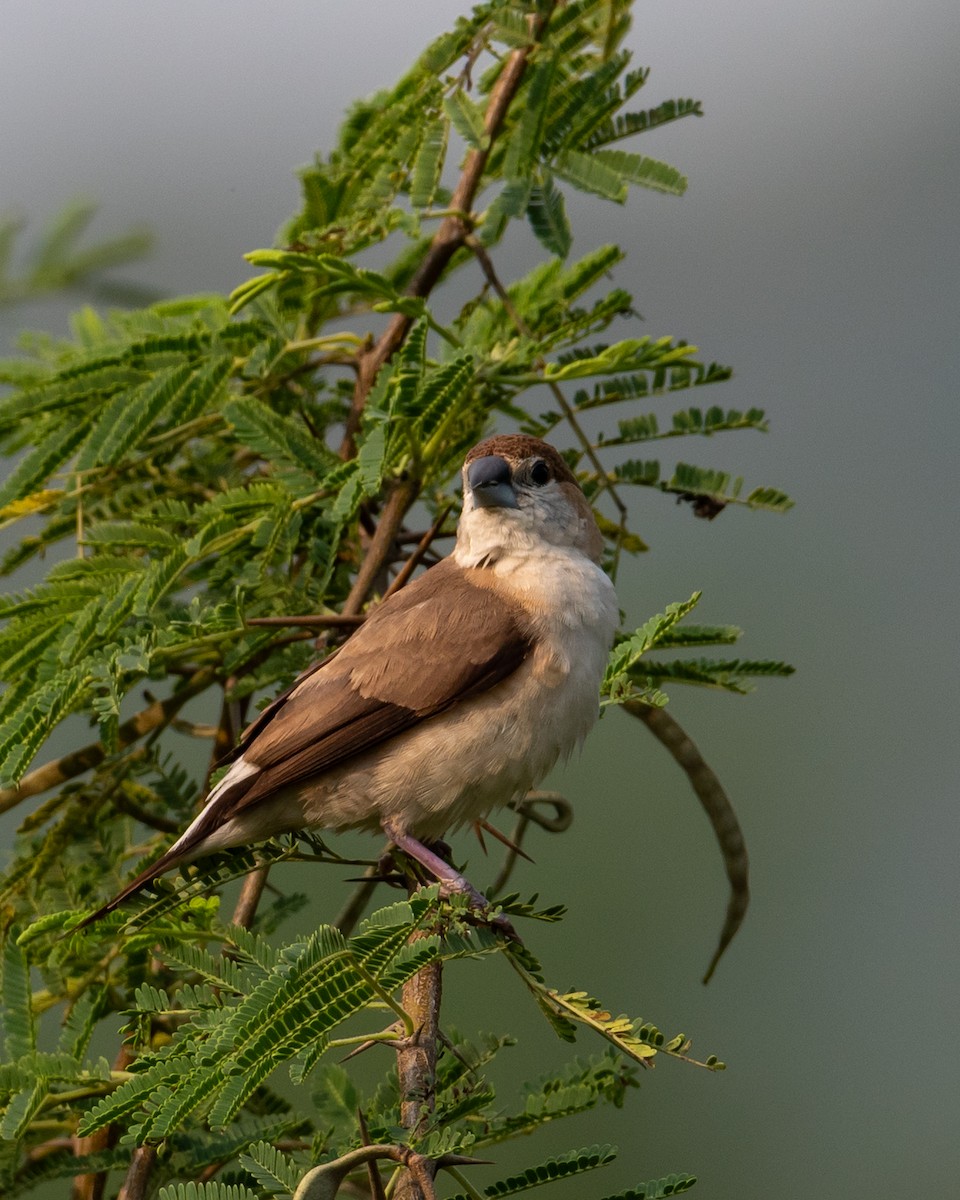 indiasølvnebb - ML644495704