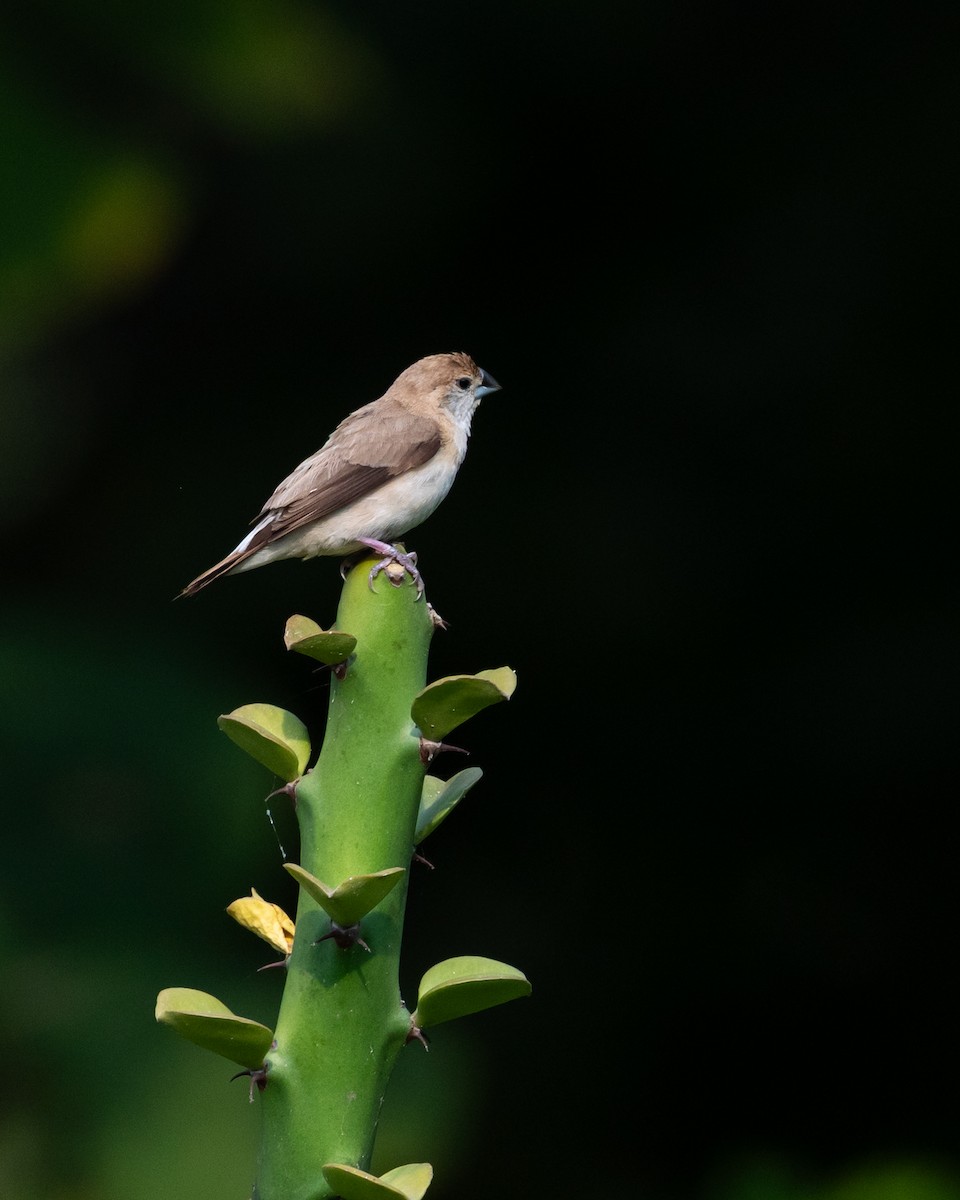 indiasølvnebb - ML644495705