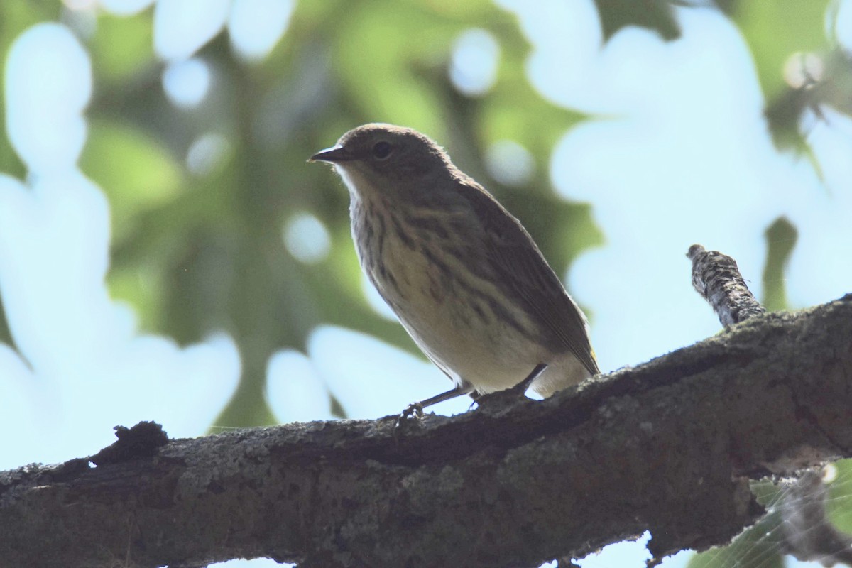 brunkinnparula - ML644495706