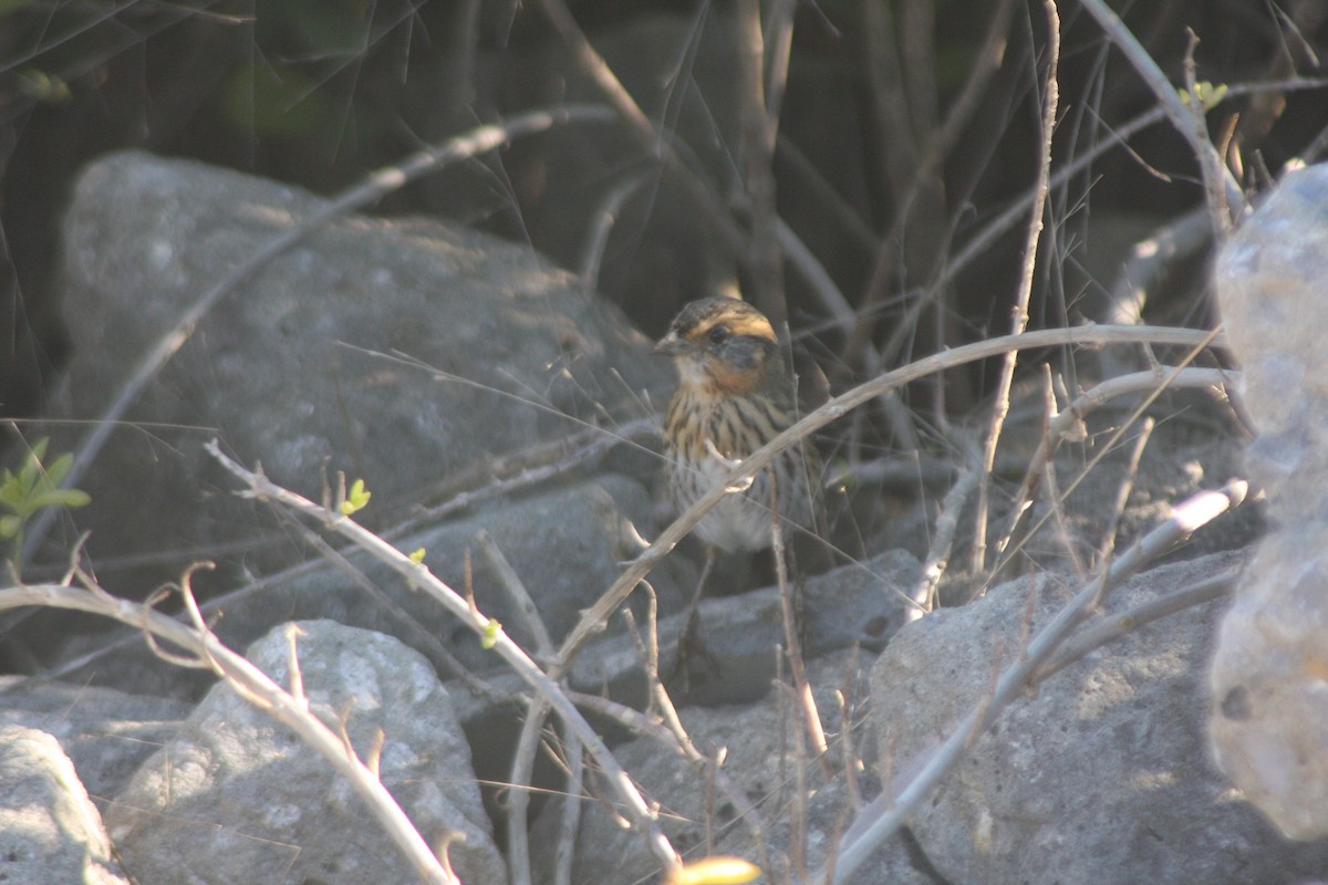 spisstjertspurv - ML644495708