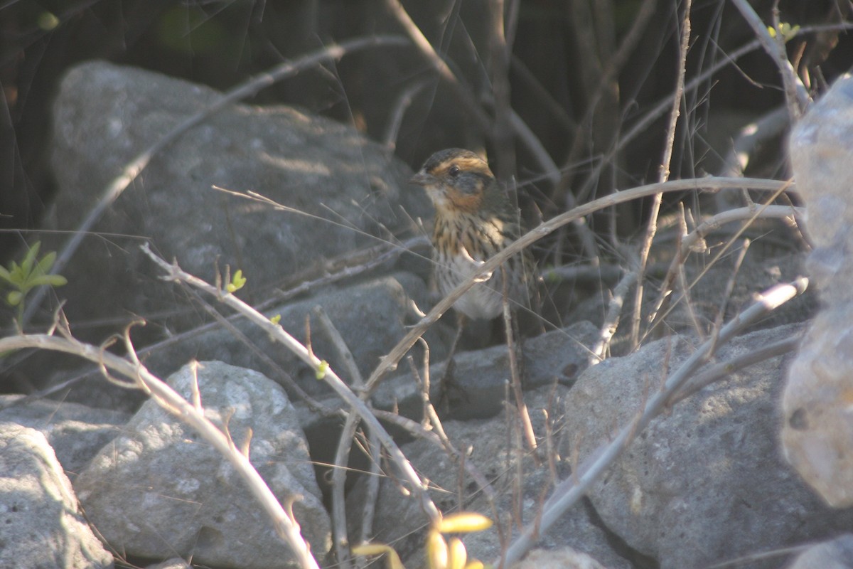 spisstjertspurv - ML644495709