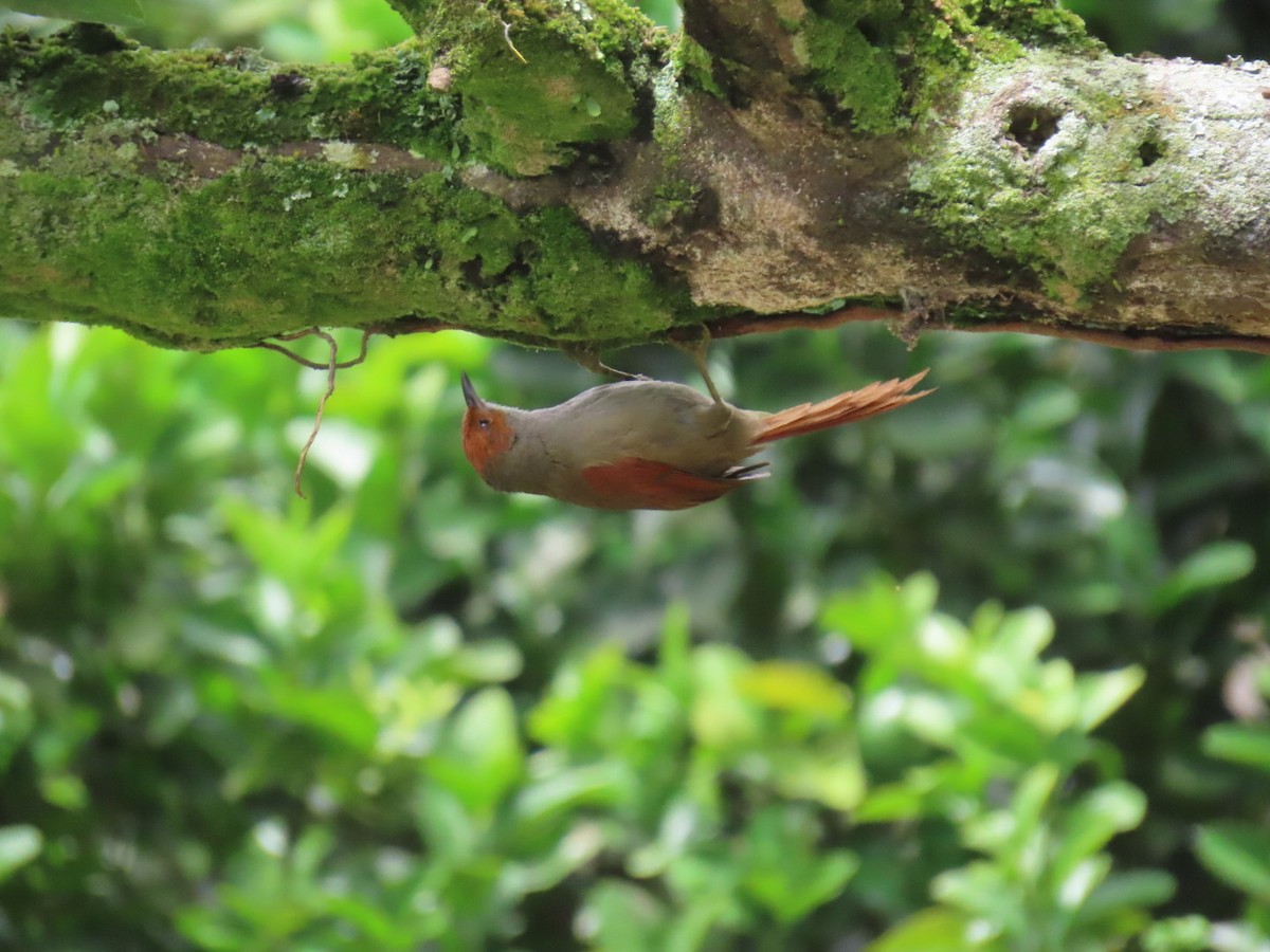 rødhettepiggstjert - ML644495710