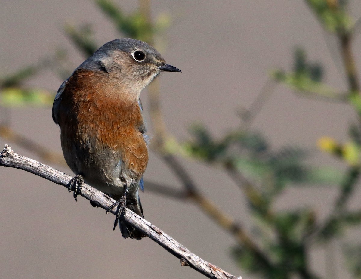 vestblåfugl - ML644495711