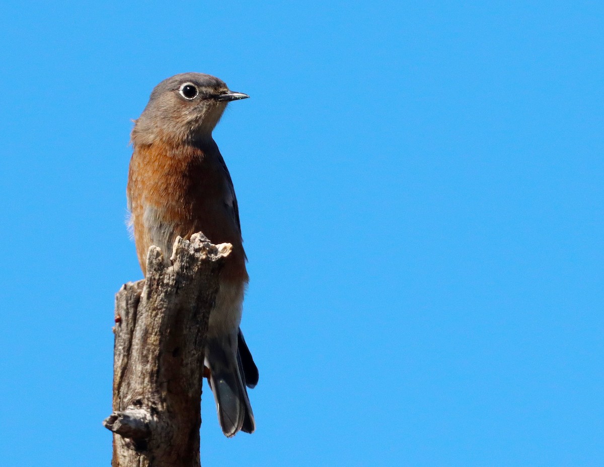 vestblåfugl - ML644495712