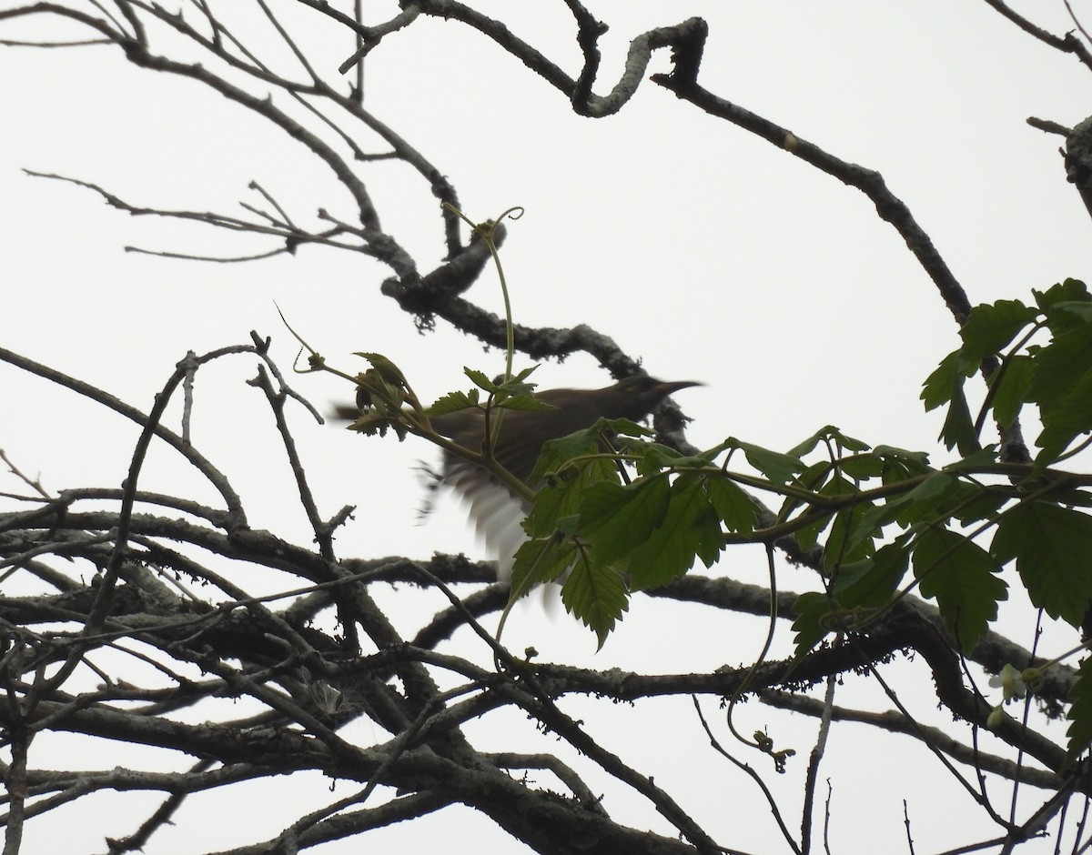 brunhonningeter - ML644495713