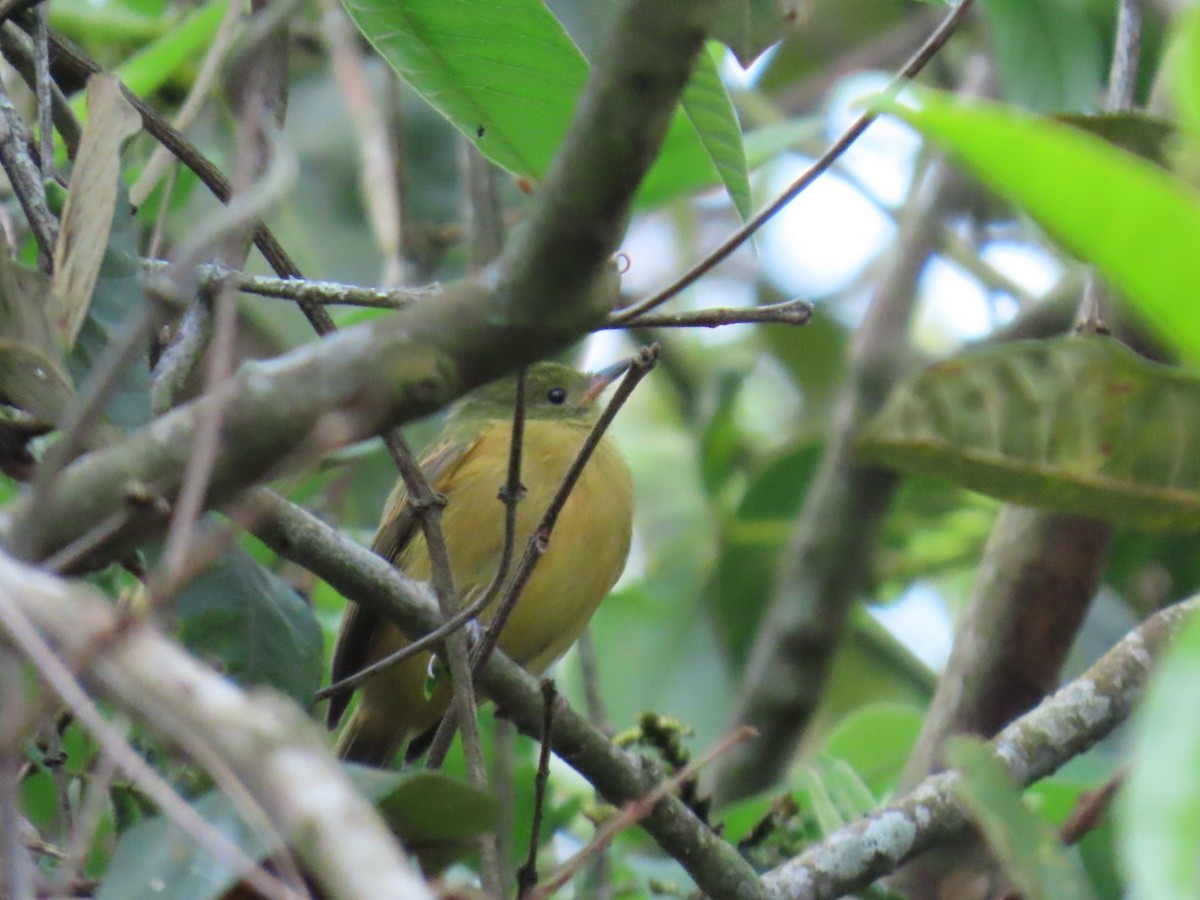 okerbuktyrann - ML644495714