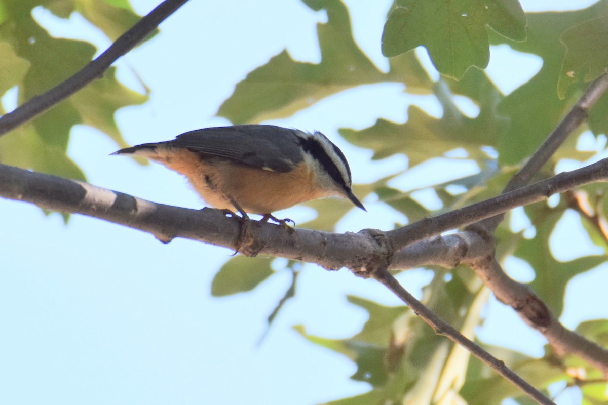 Red-breasted Nuthatch - ML644495737