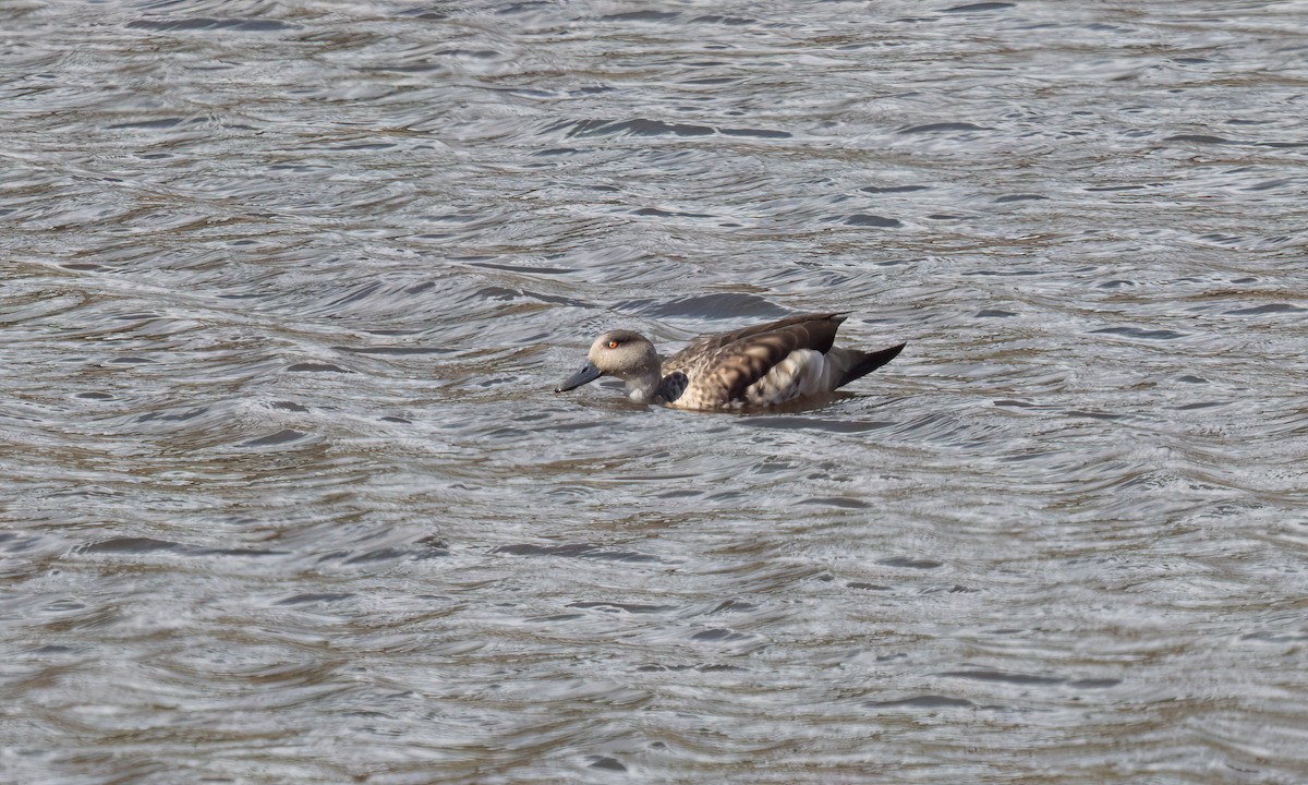 Crested Duck - ML644495740