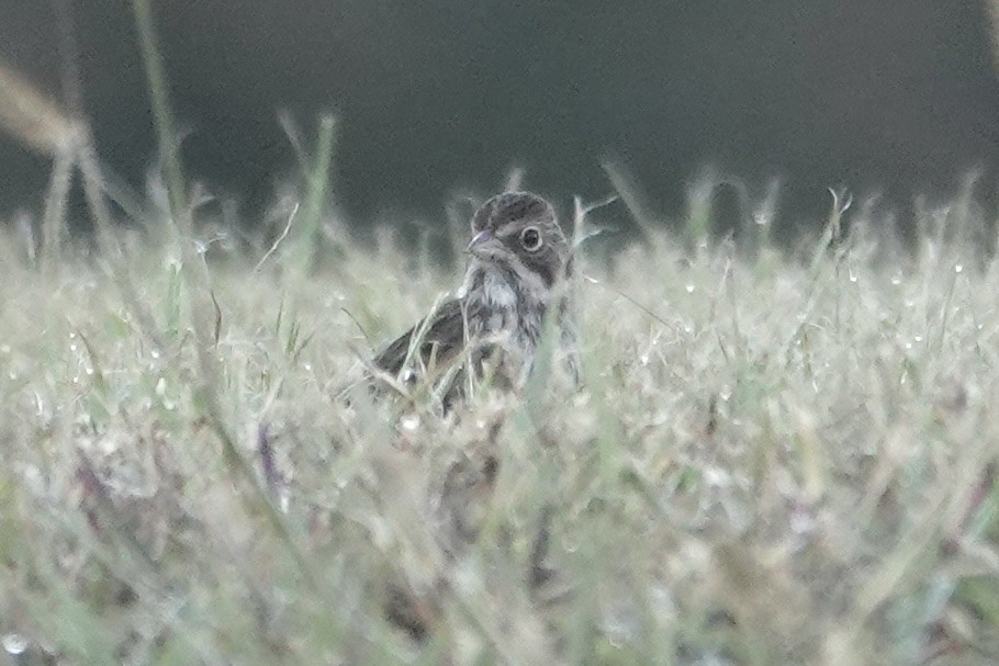 Vesper Sparrow - ML644495747