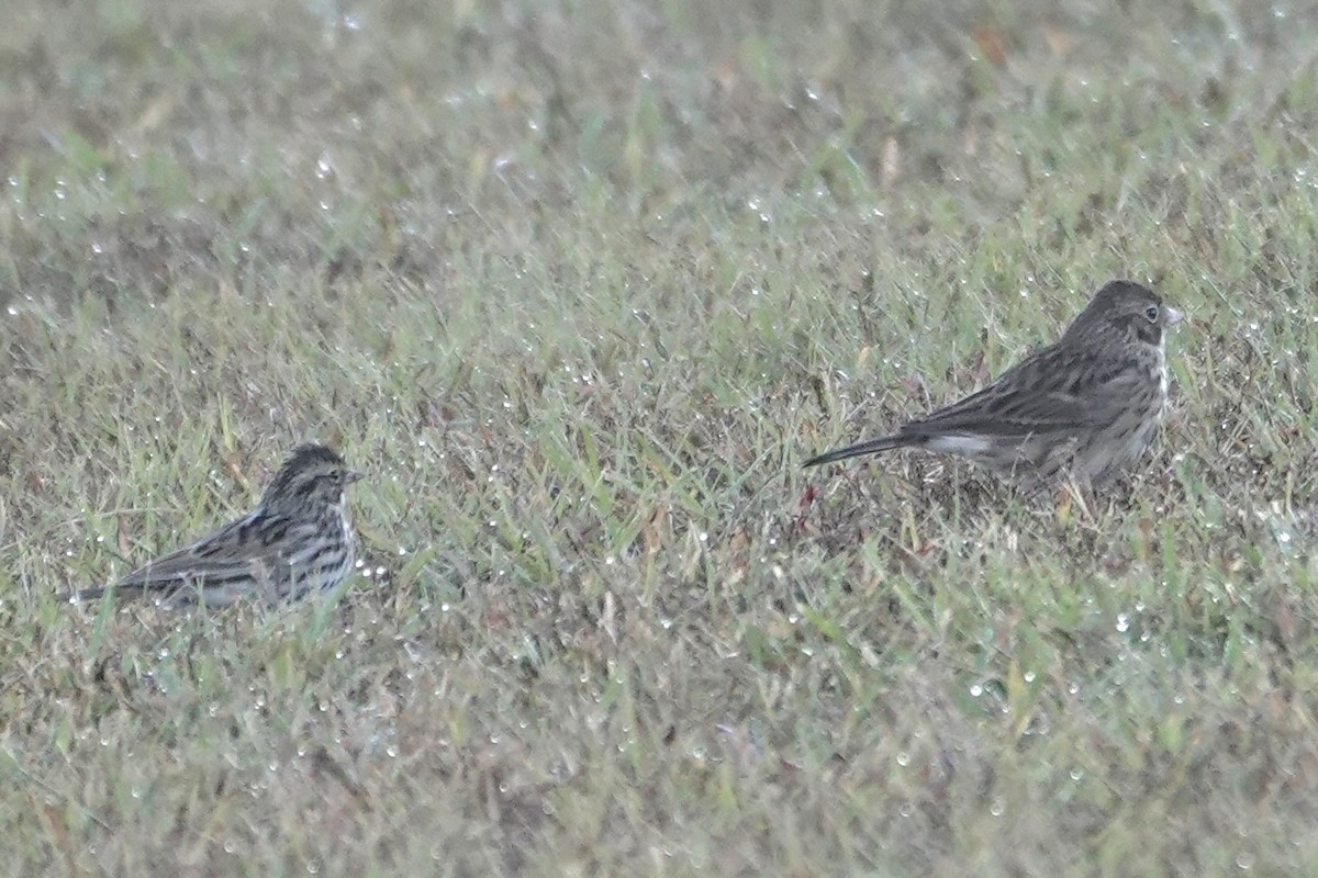 Vesper Sparrow - ML644495748