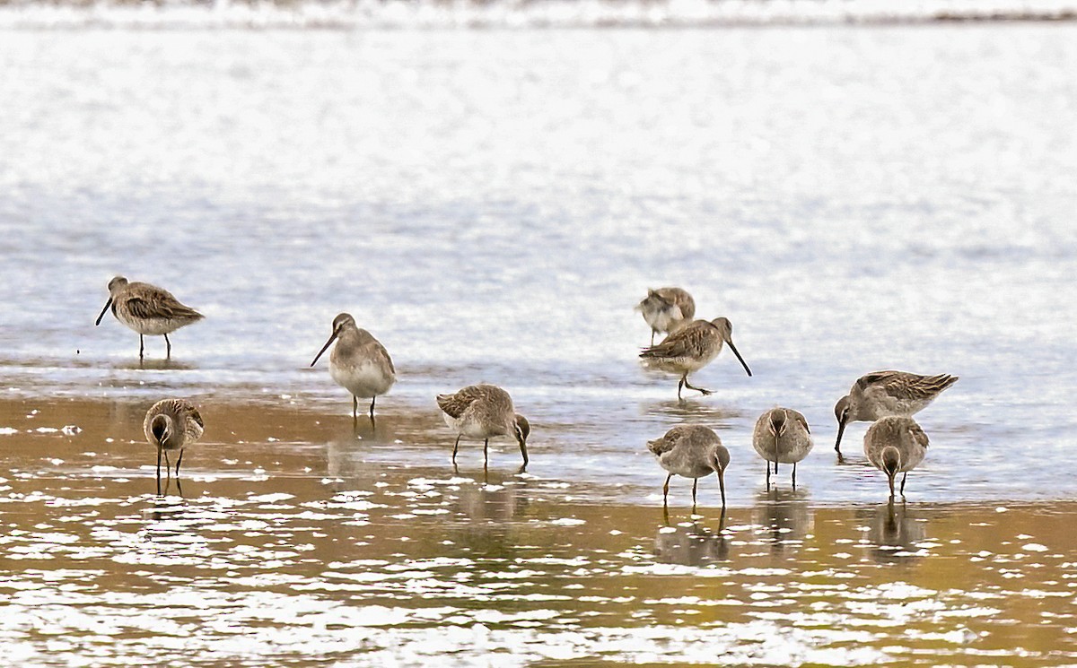 Long-billed Dowitcher - ML644495752