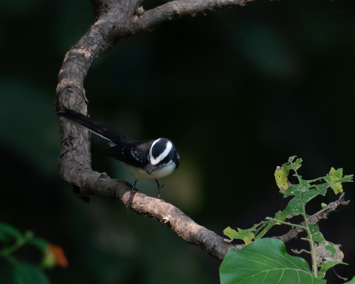 White-browed Fantail - ML644495754