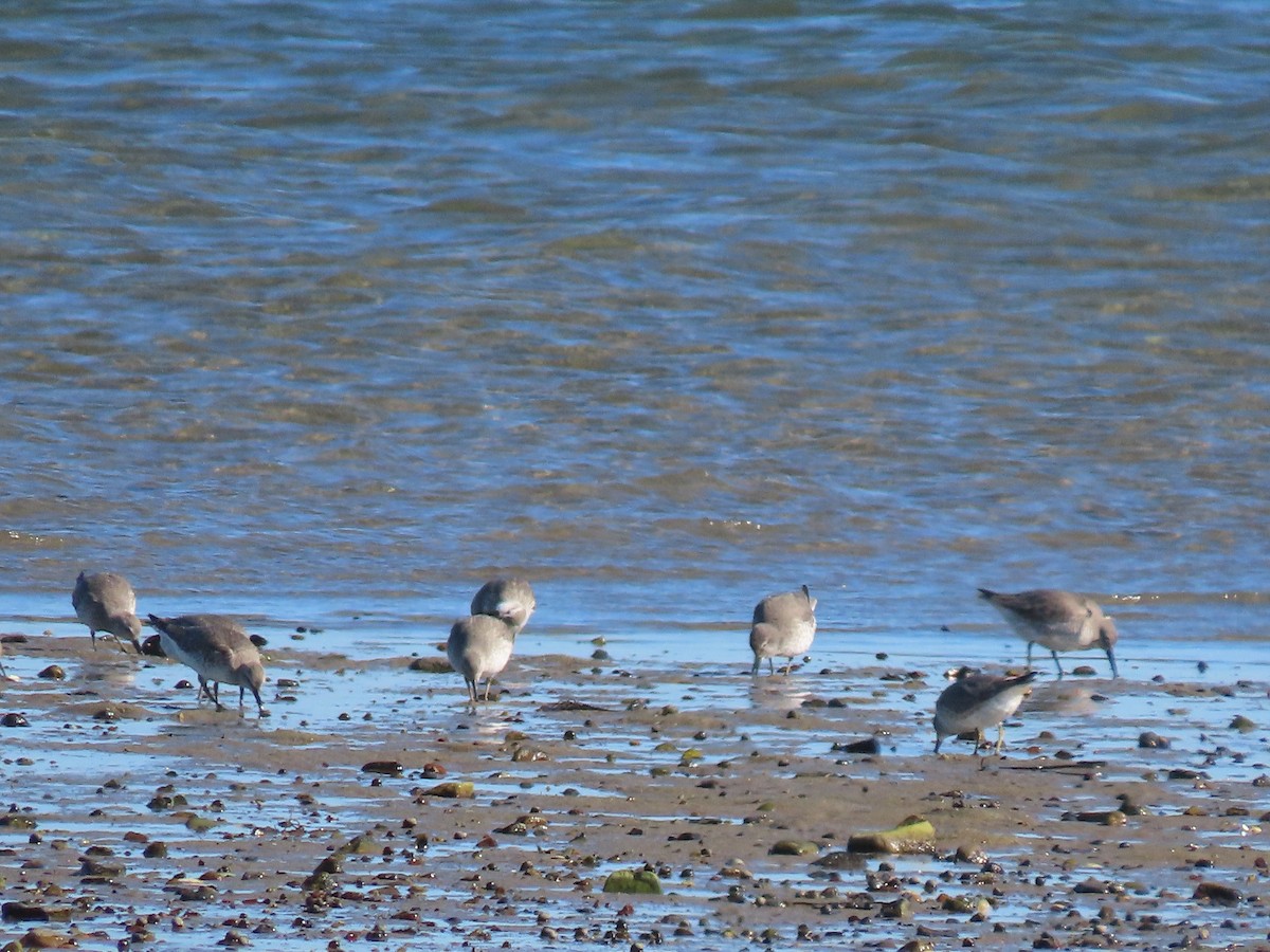 Шармаг элсэг - ML644495762