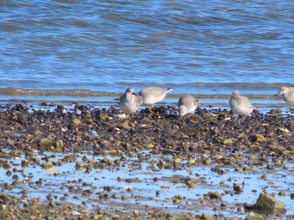 Шармаг элсэг - ML644495763