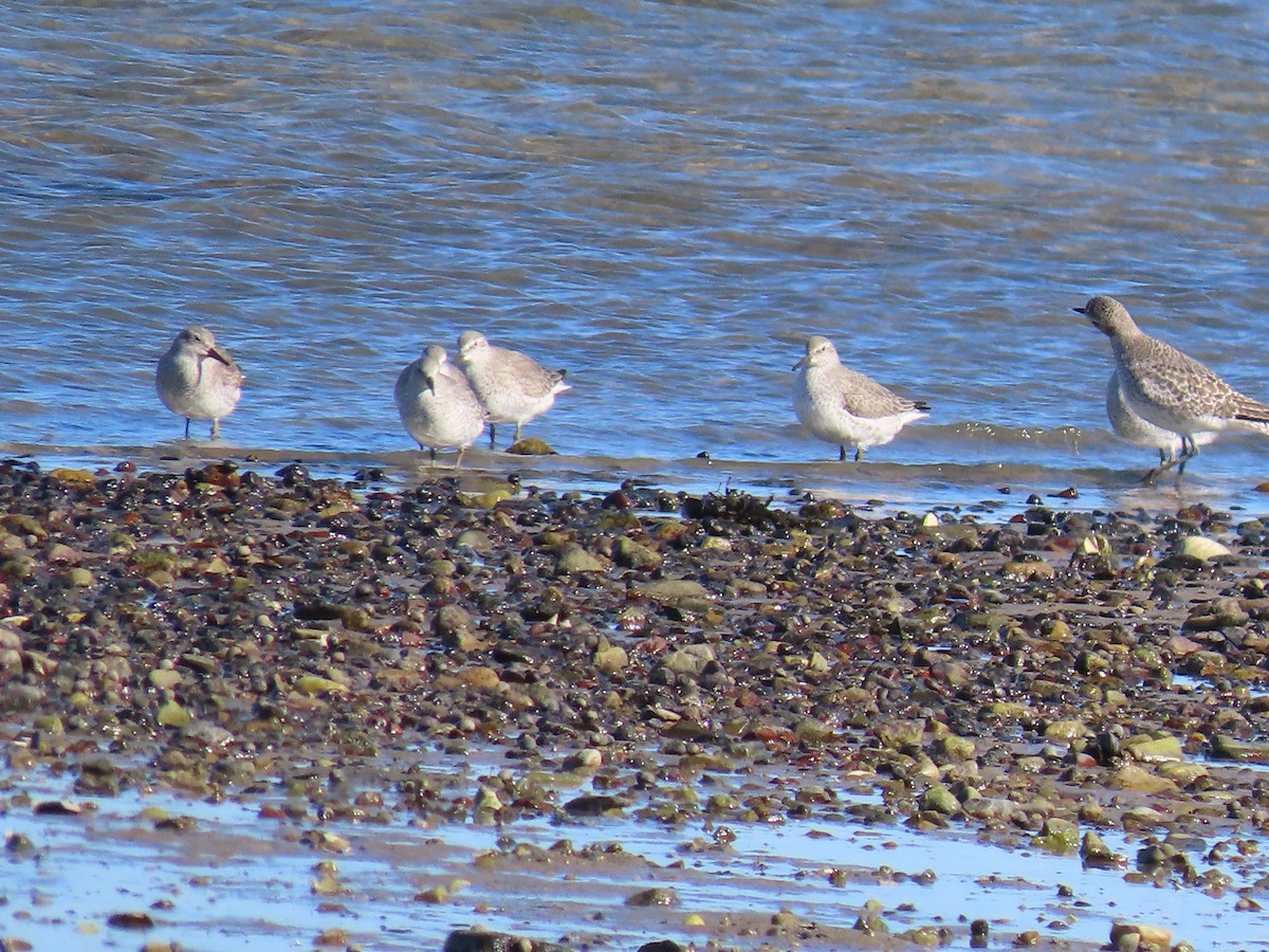 Шармаг элсэг - ML644495764