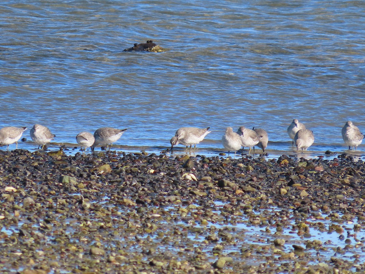 Шармаг элсэг - ML644495765