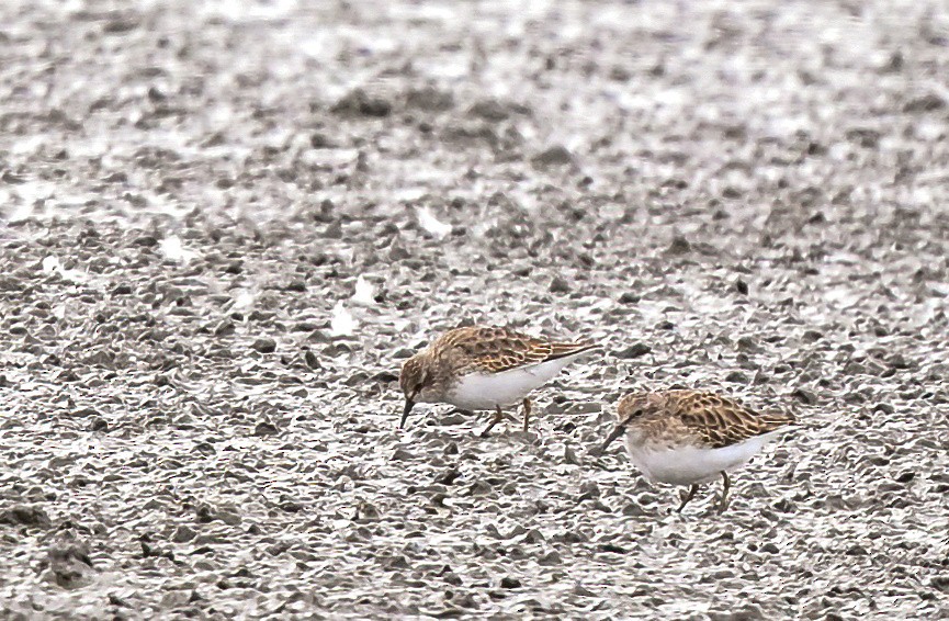 アメリカヒバリシギ - ML644495777