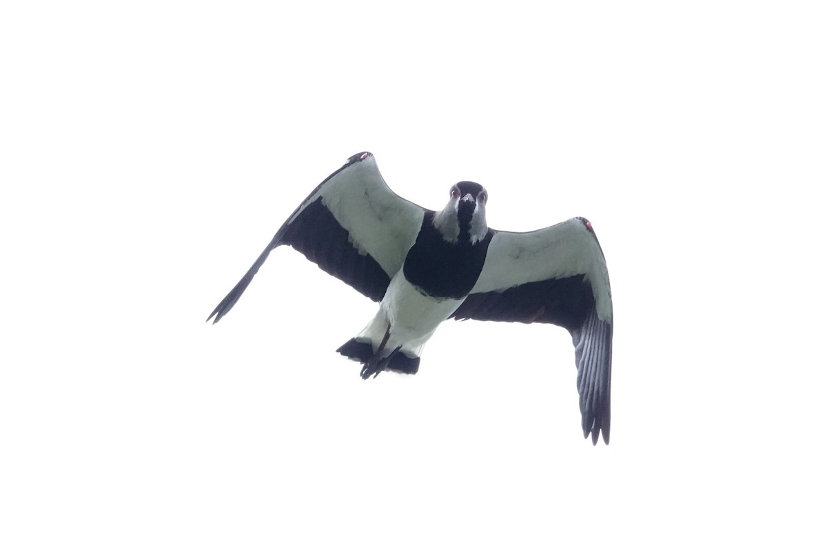 Vanneau téro - ML644495779