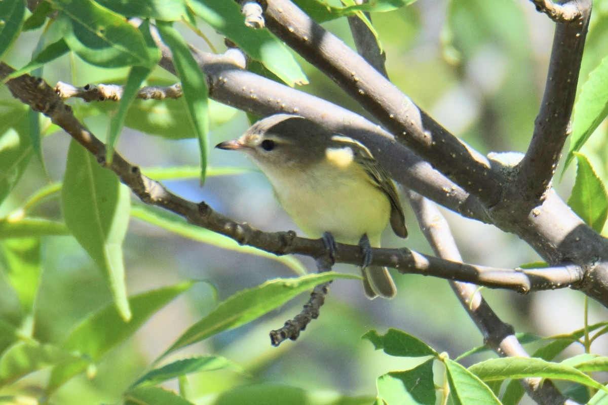 Philadelphia Vireo - ML644495780