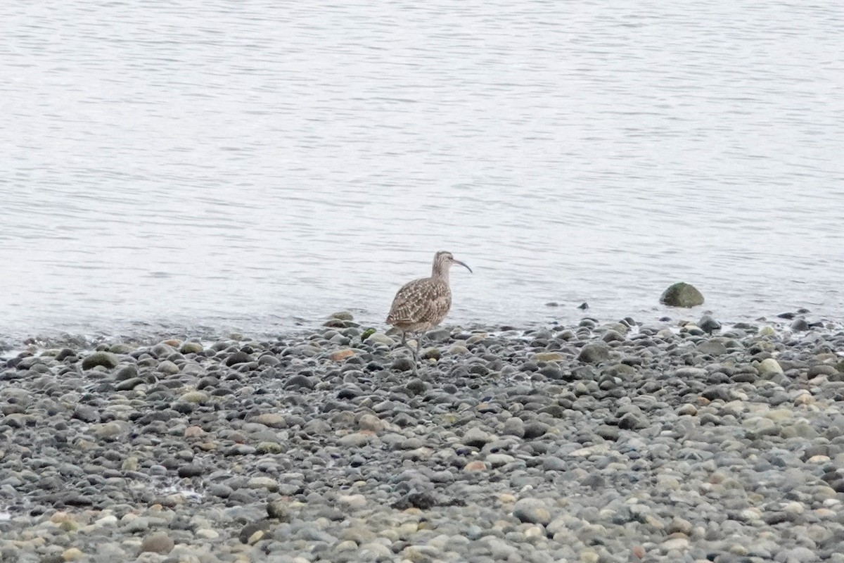 Courlis hudsonien - ML644495782