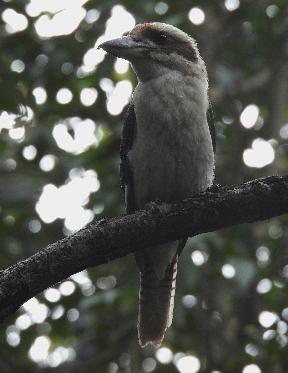 Martin-chasseur géant - ML644495783