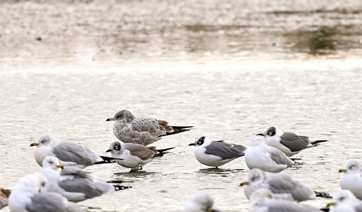 שחף אפור-זנב - ML644495784