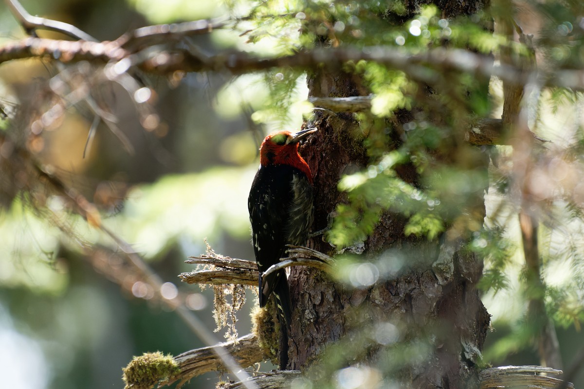 Pic à poitrine rouge - ML644495785
