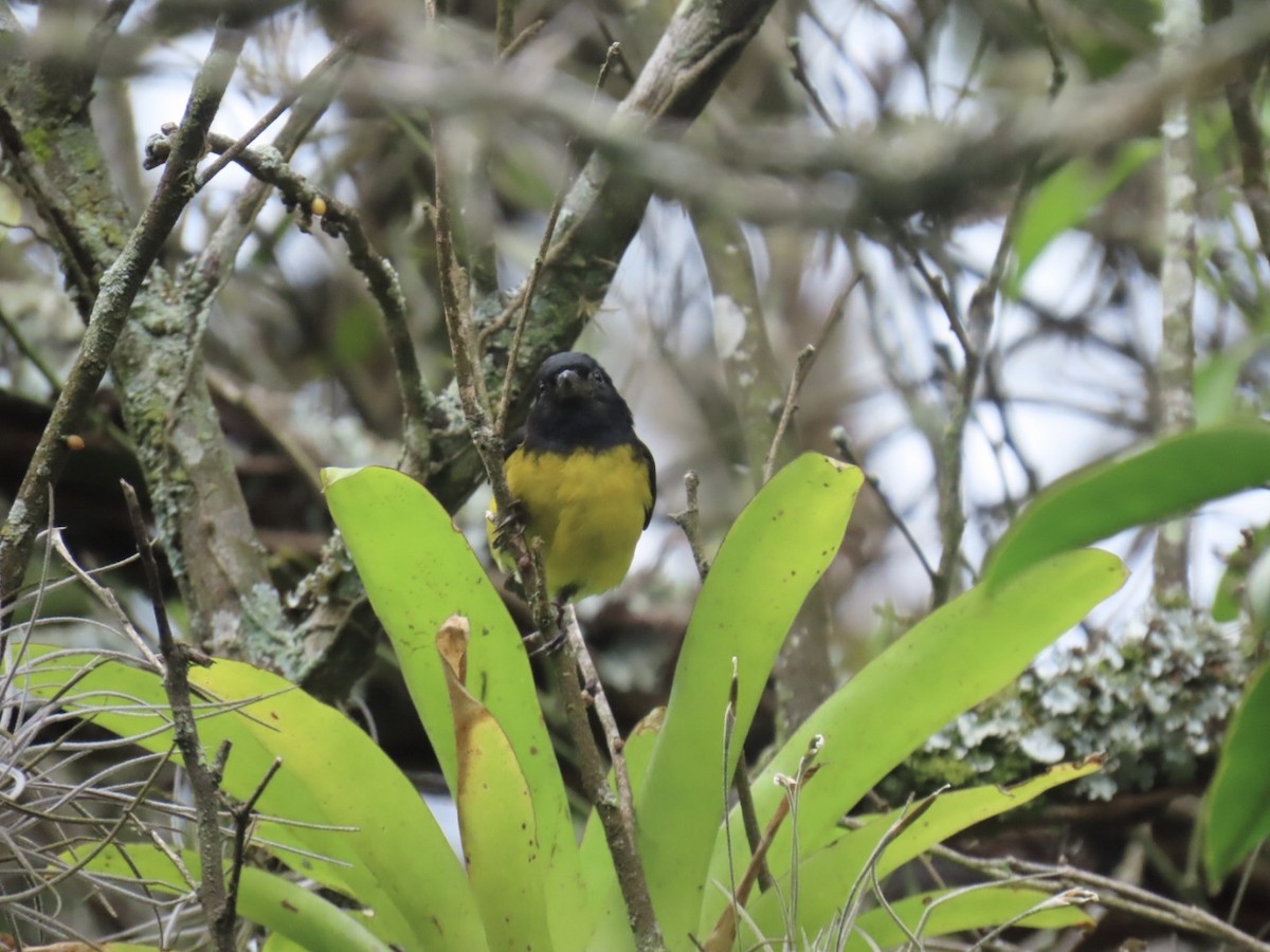Tarin à ventre jaune - ML644495786