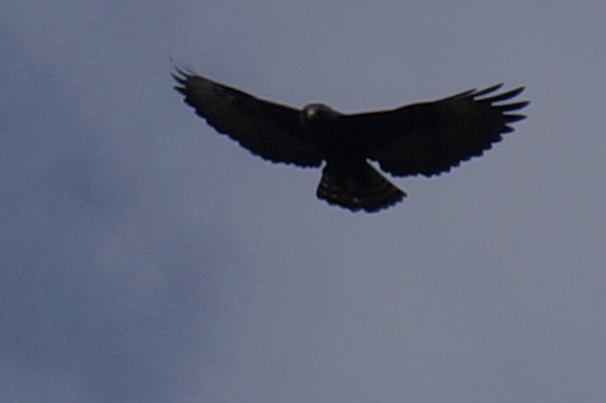 Buse à queue courte - ML644495787