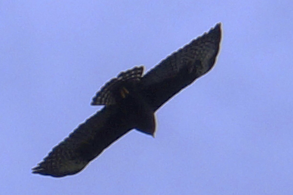 Buse à queue courte - ML644495788