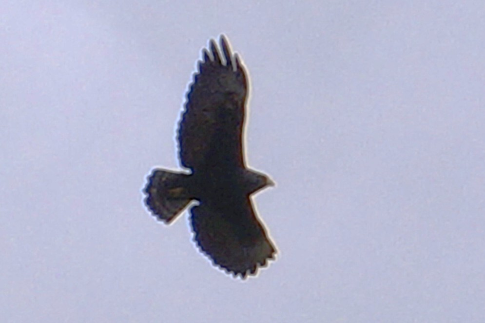 Buse à queue courte - ML644495789