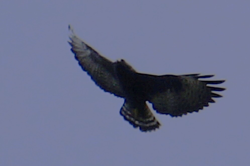 Buse à queue courte - ML644495790