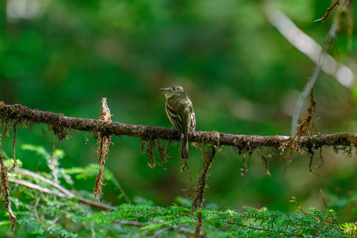 Moucherolle obscur - ML644495791