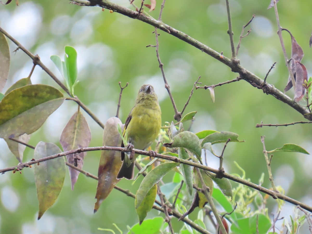 Tarin à ventre jaune - ML644495792