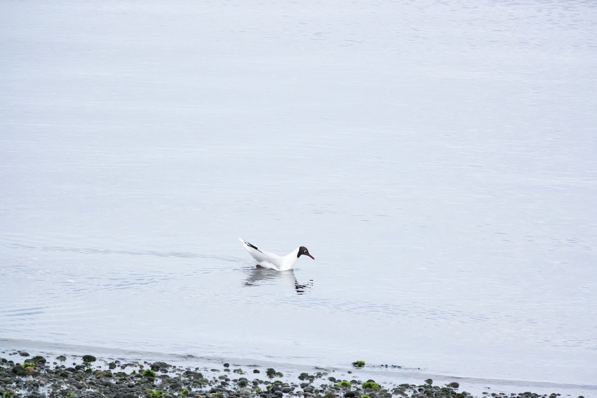 Mouette de Patagonie - ML644495796
