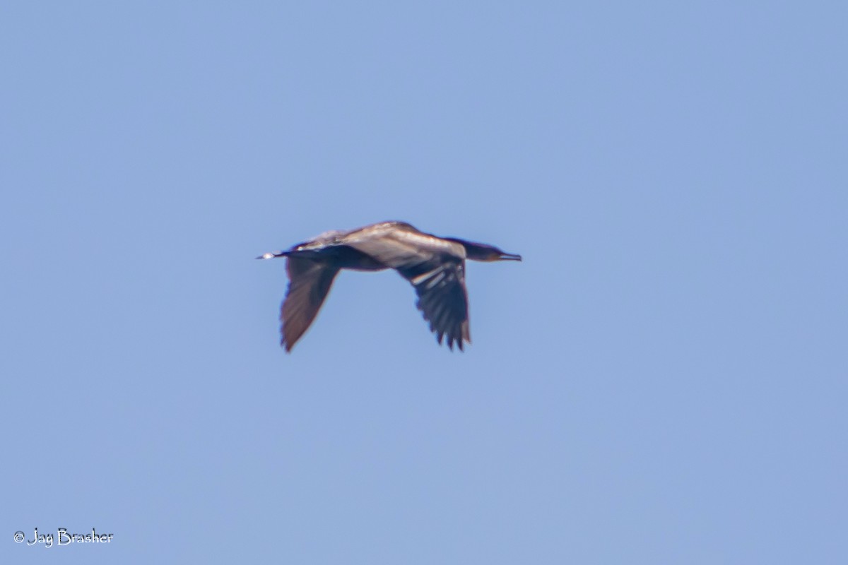 ミミヒメウ - ML644495797