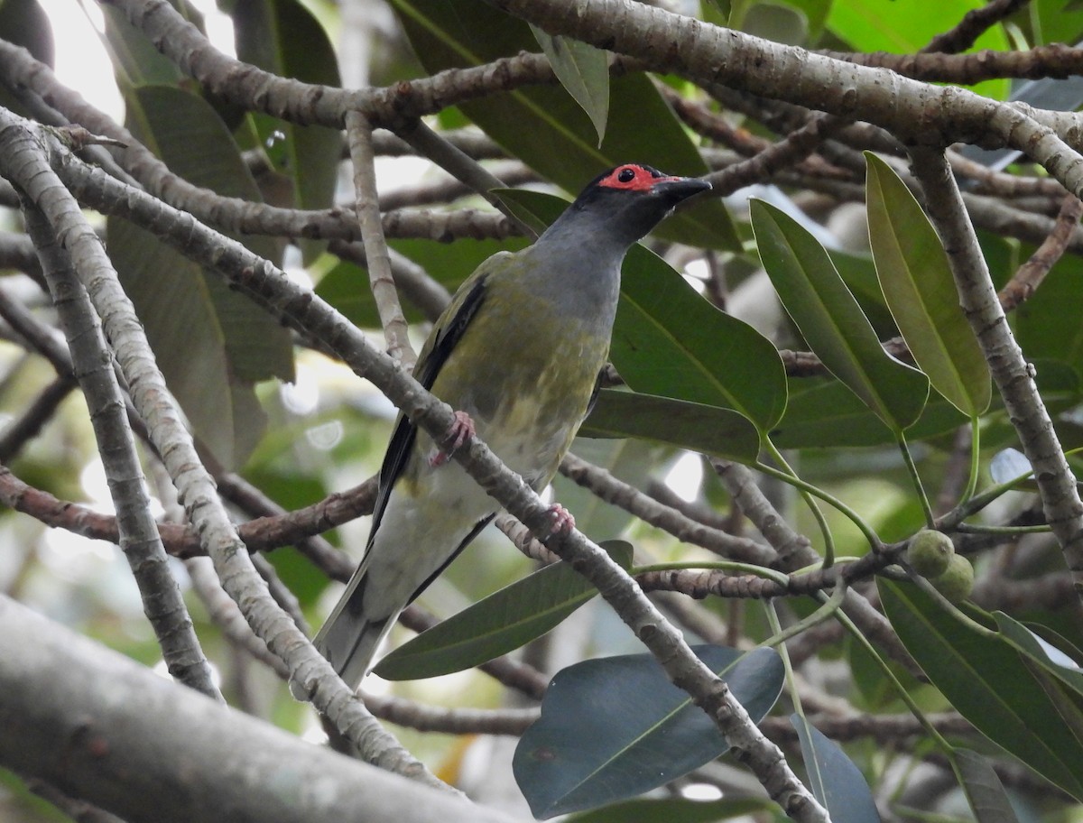 Sphécothère de Vieillot - ML644495799