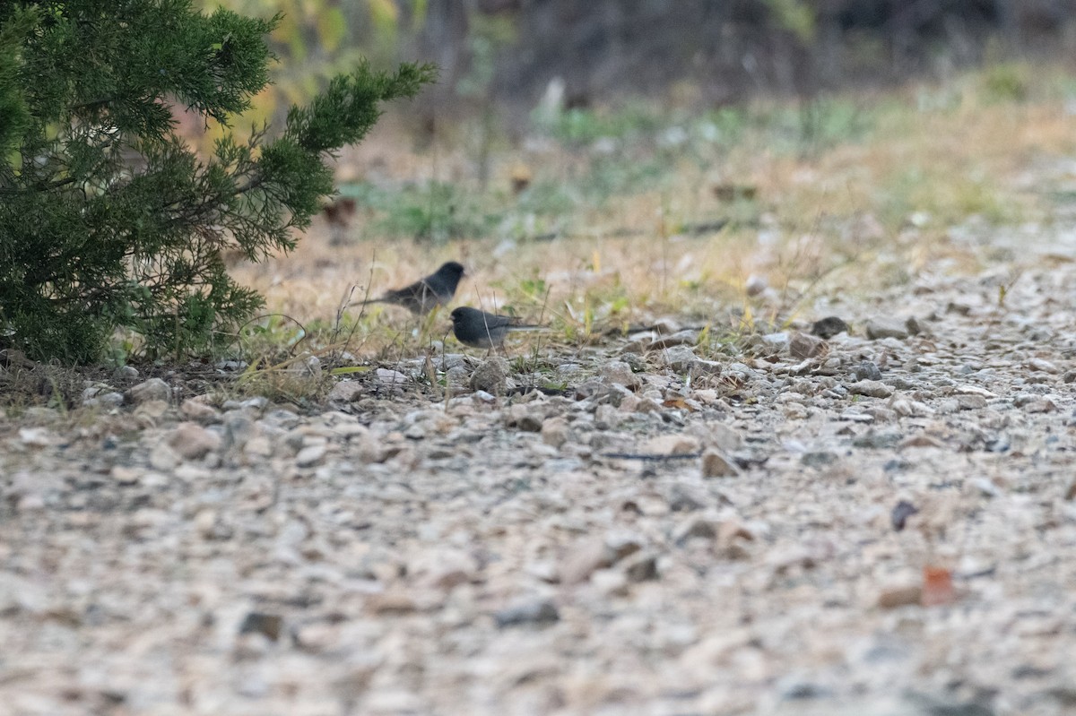 Junco ardoisé - ML644495800