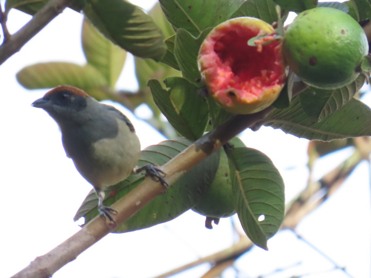 Calliste vitriolin - ML644495801