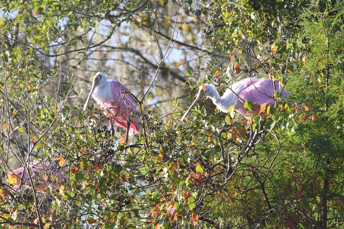 Spatule rosée - ML644495802