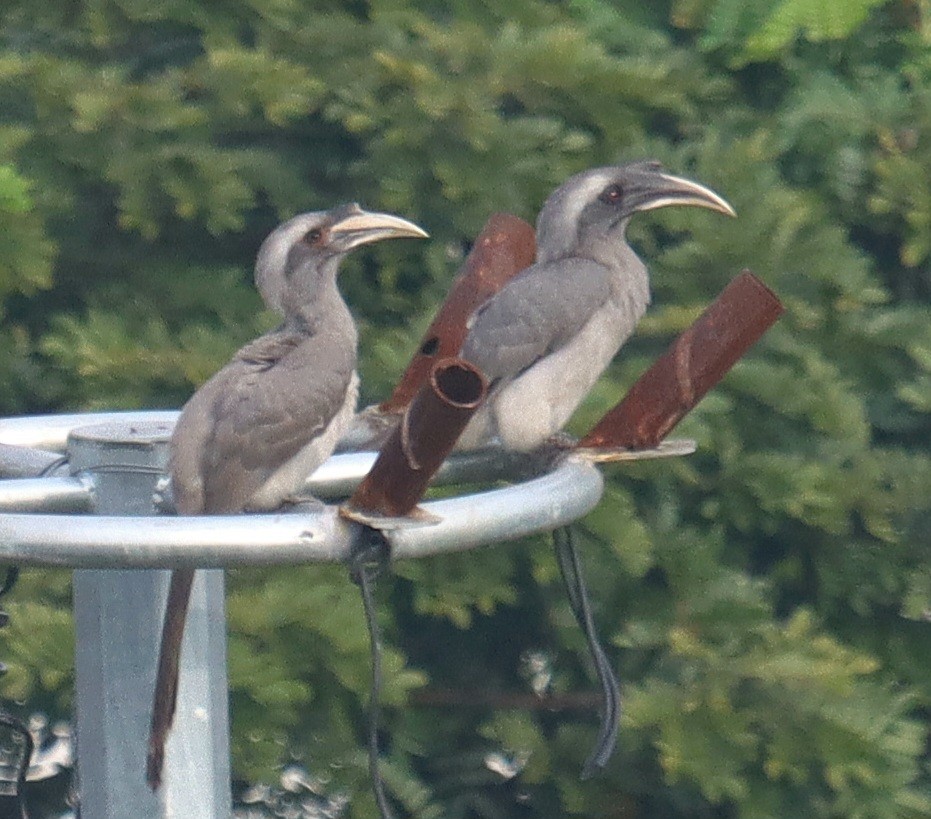 Calao de Gingi - ML644495803