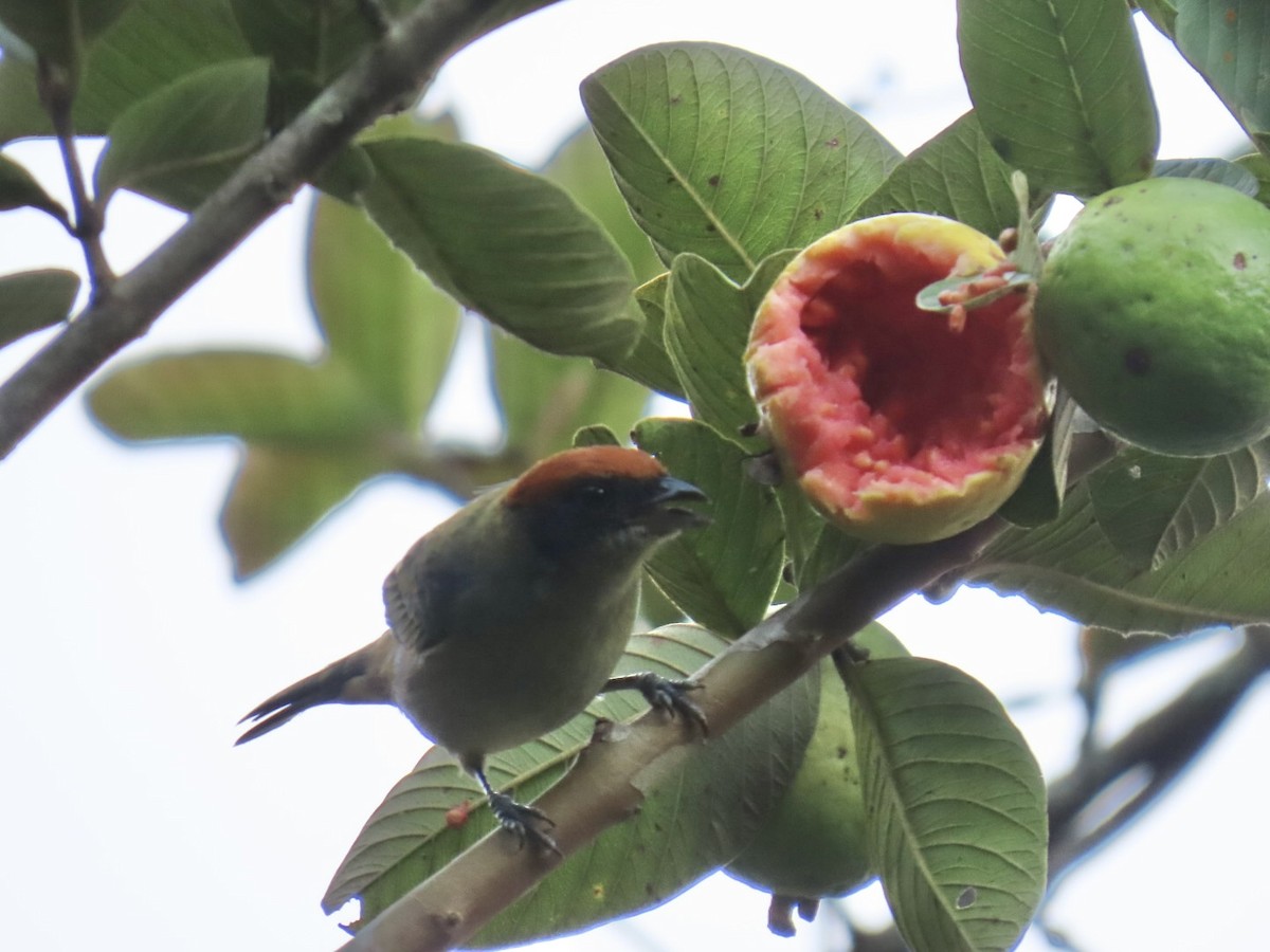 Calliste vitriolin - ML644495804