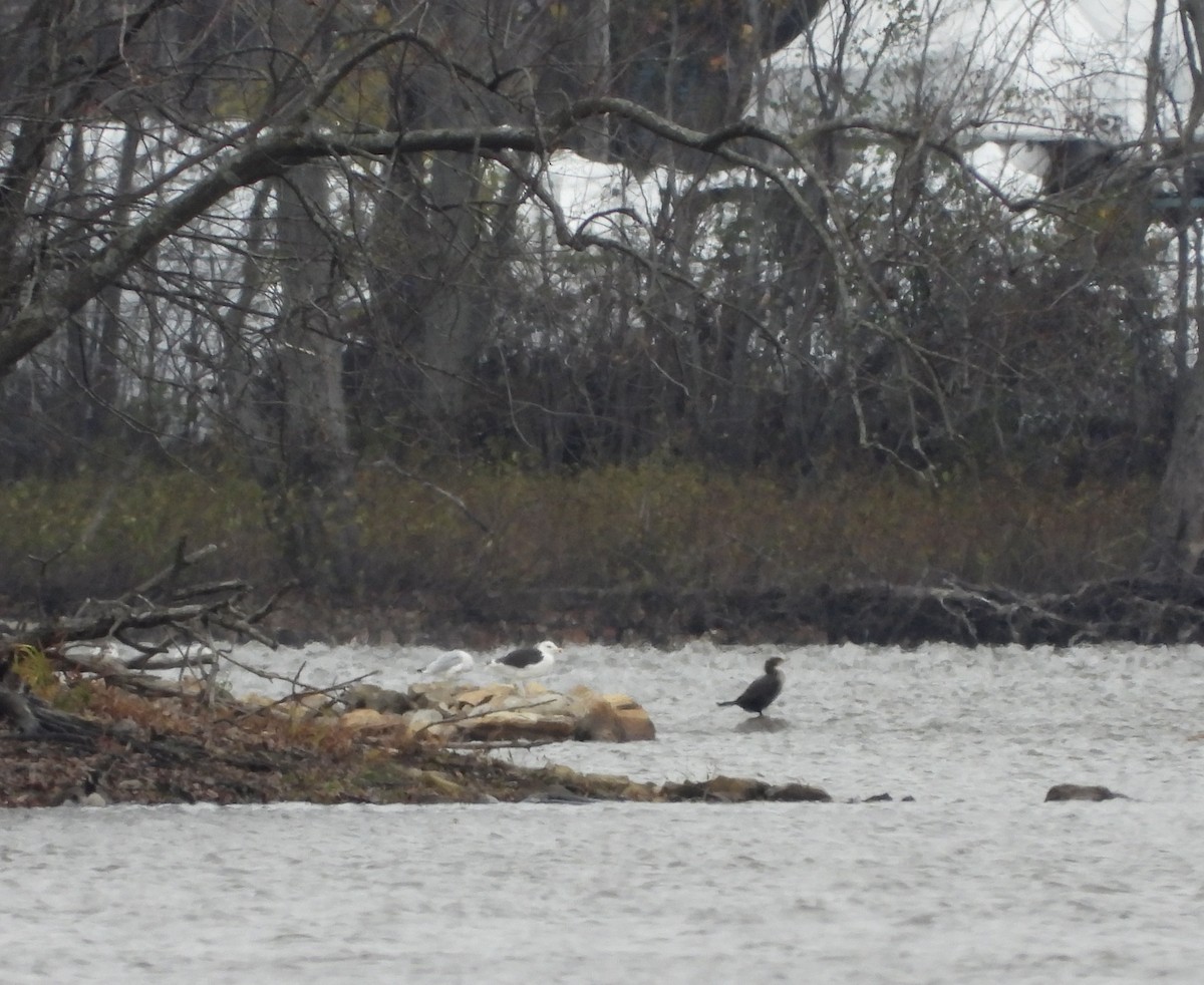 Büyük Kara Sırtlı Martı - ML644495806