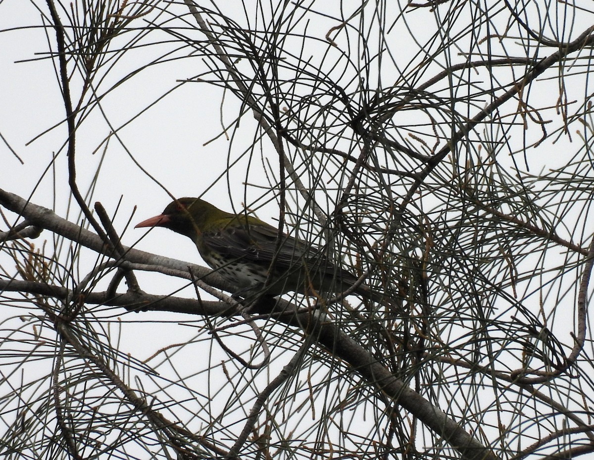 Loriot sagittal - ML644495807