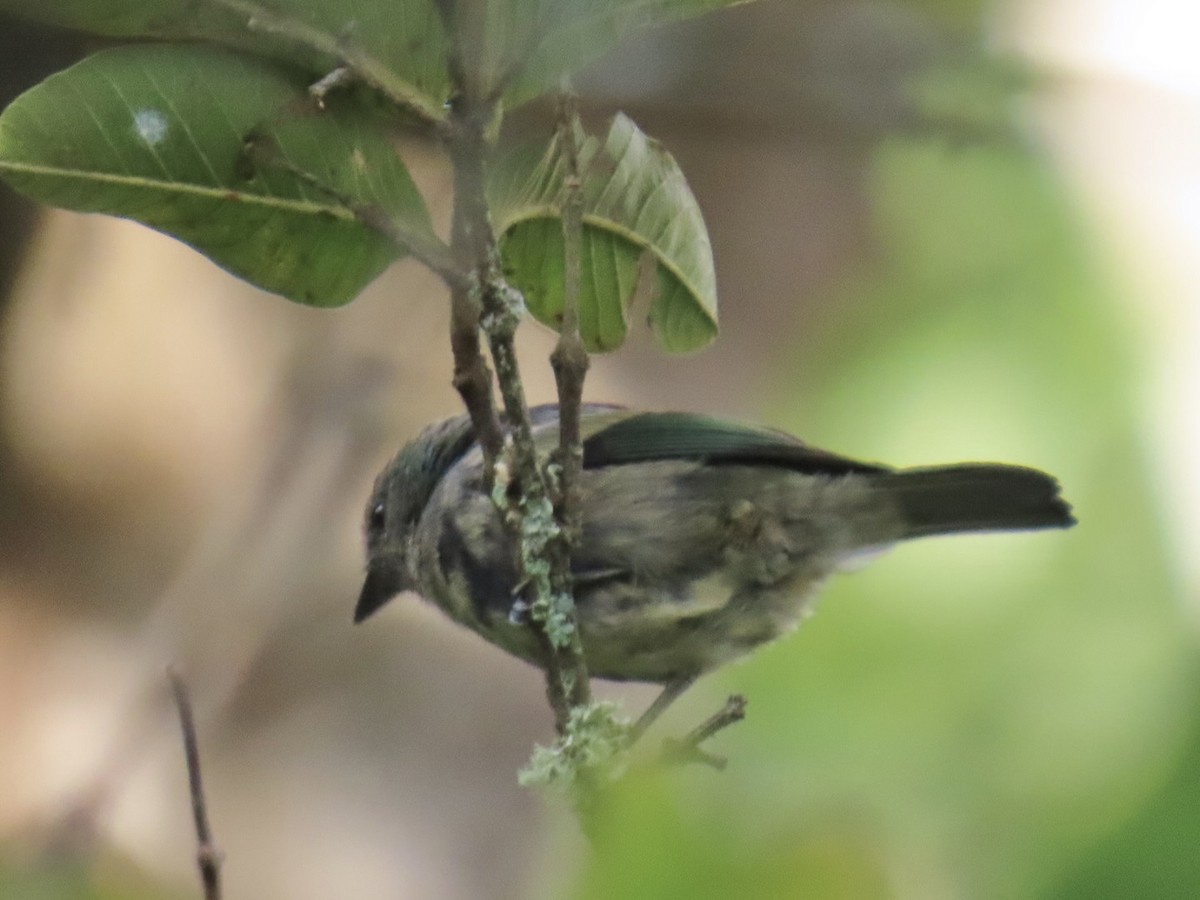Calliste à cou bleu - ML644495808