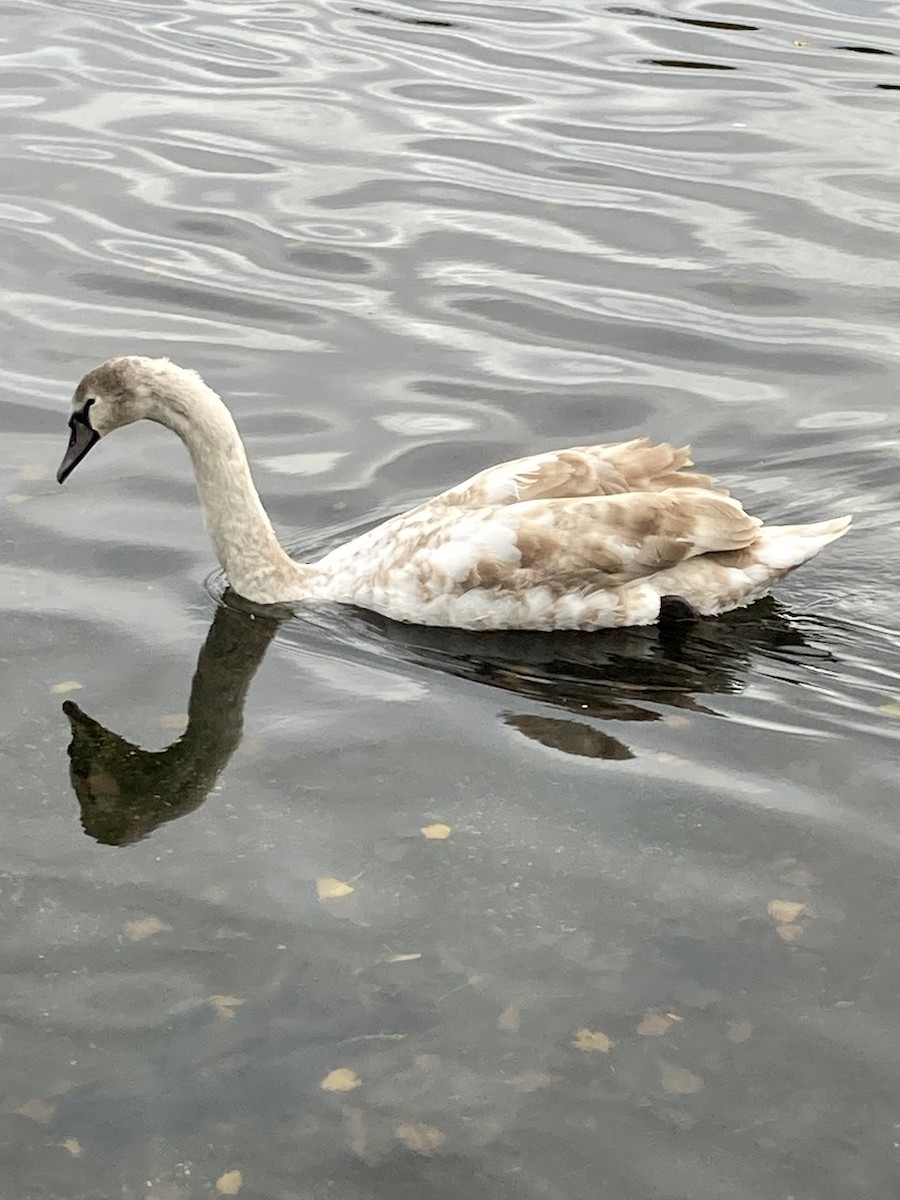 labuť velká - ML644495810